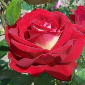 Роза чайно-гибридная Биколетте - саженцы питомника «Садовый Край»