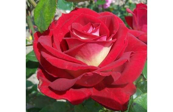 Роза чайно-гибридная Биколетте из Крыма