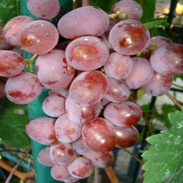 Виноград розовый Виктория - саженцы питомника «Садовый Край»