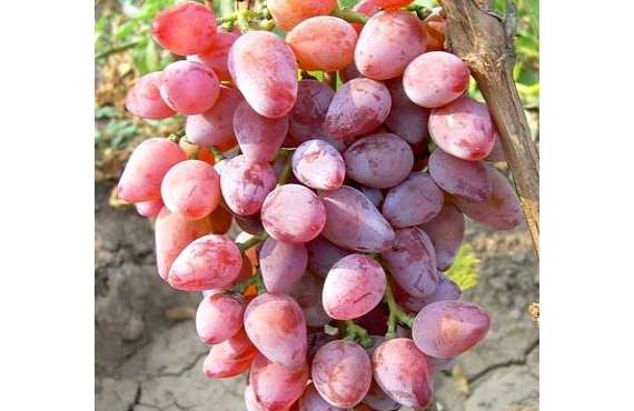 Виноград розовый Оригинал из Крыма