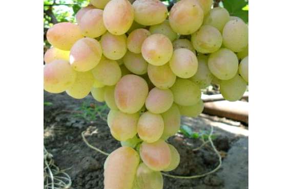Виноград розовый Дымка из Крыма