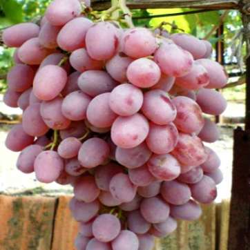 Виноград розовый Тайфи - саженцы питомника «Садовый Край»
