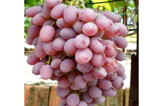 Виноград розовый Тайфи из Крыма