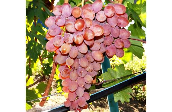 Виноград розовый Румба из Крыма