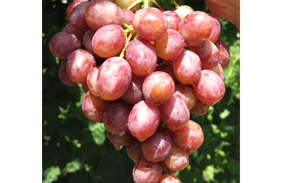 Виноград розовый Гурман из Крыма