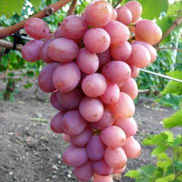 Виноград розовый Азалия - саженцы питомника «Садовый Край»