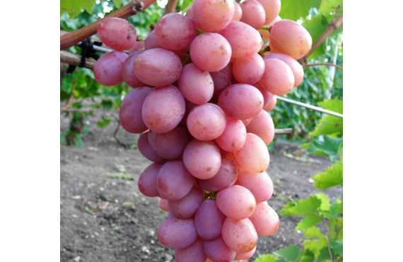 Виноград розовый Азалия из Крыма