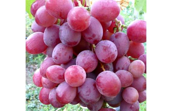 Виноград розовый Анюта из Крыма