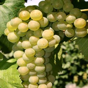 Виноград винный Шардоне - саженцы питомника «Садовый Край»