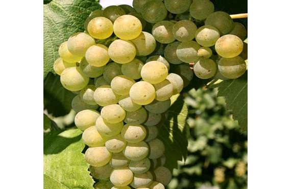 Виноград винный Шардоне из Крыма