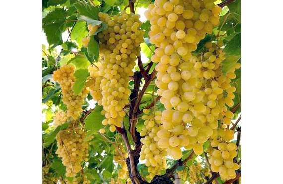 Виноград винный Ркацители из Крыма