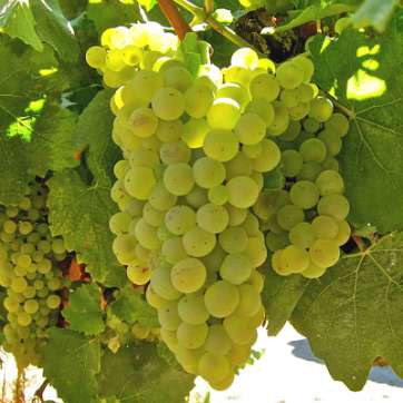 Виноград винный Алиготе - саженцы питомника «Садовый Край»