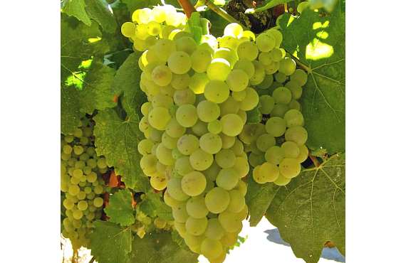 Виноград винный Алиготе из Крыма