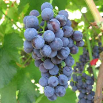 Виноград винный Каберне - саженцы питомника «Садовый Край»