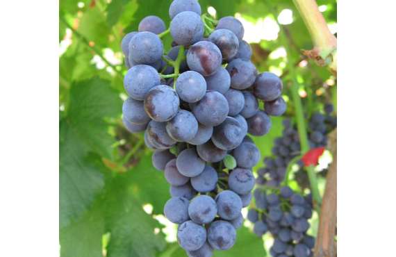 Виноград винный Каберне из Крыма