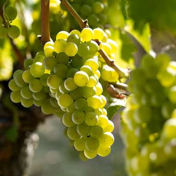 Виноград винный Совиньон Блан - саженцы питомника «Садовый Край»