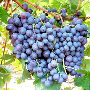 Виноград винный Мускат - саженцы питомника «Садовый Край»