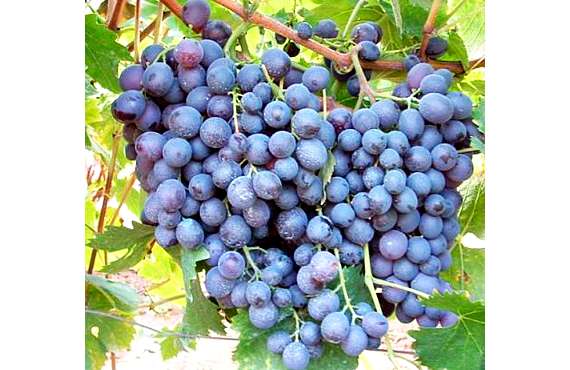 Виноград винный Мускат из Крыма