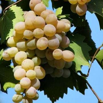 Виноград винный Бьянка - саженцы питомника «Садовый Край»