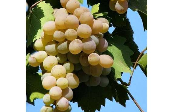 Виноград винный Бьянка из Крыма