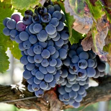 Виноград винный Гренаш - саженцы питомника «Садовый Край»