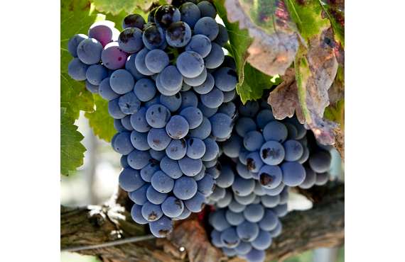 Виноград винный Гренаш из Крыма