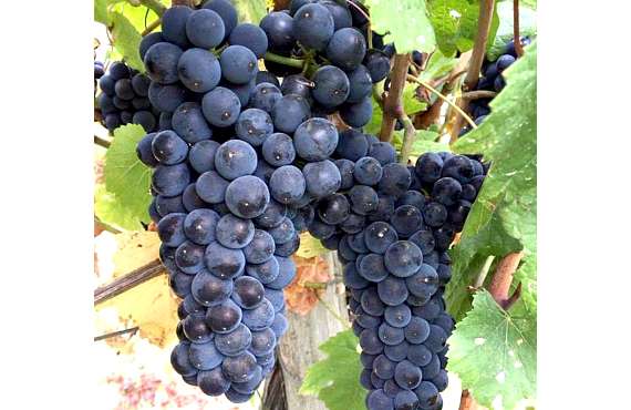 Виноград винный Пино Нуар из Крыма