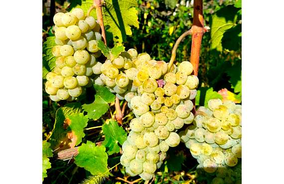 Виноград винный Рислинг из Крыма