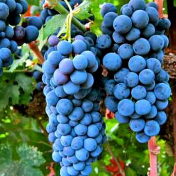 Виноград винный Мерло - саженцы питомника «Садовый Край»