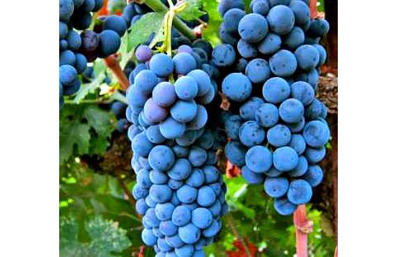 Виноград винный Мерло из Крыма