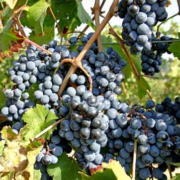Виноград винный Мурведр - саженцы питомника «Садовый Край»