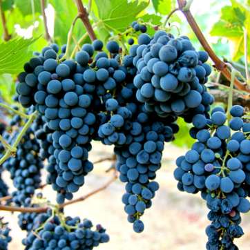 Виноград винный Санджовезе - саженцы питомника «Садовый Край»