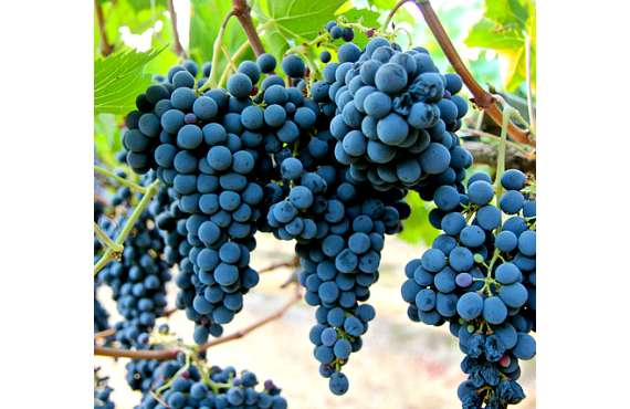Виноград винный Санджовезе из Крыма