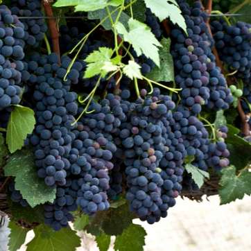 Виноград винный Сира - саженцы питомника «Садовый Край»