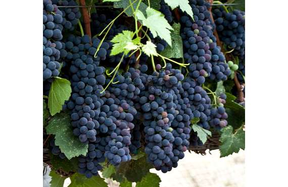 Виноград винный Сира из Крыма