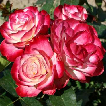 Саженцы роз флорибунда из питомника «Садовый Край»