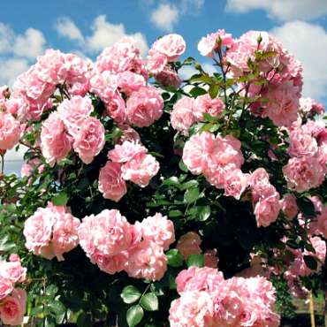 Саженцы почвопокровной розы из питомника «Садовый Край»