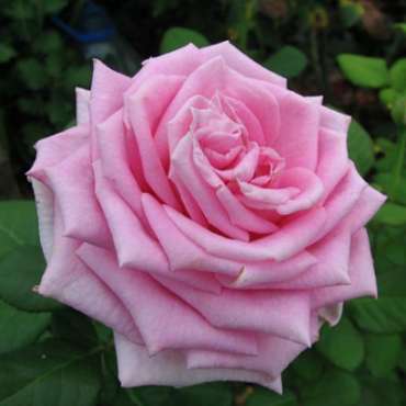 Саженцы чайно-гибрибных роз из питомника «Садовый Край»
