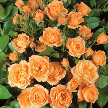 Саженцы розы бордюрной из питомника «Садовый Край»