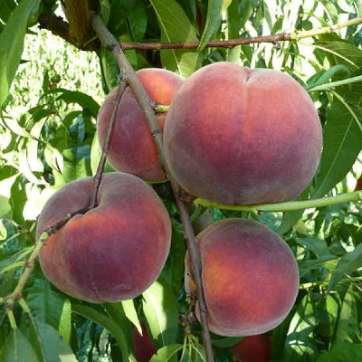 Купить саженцы персика в Крыму почтой - цена от 299 руб/шт