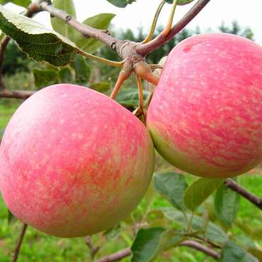 Купить Саженцы яблони из Крыма из питомника «Садовый Край»
