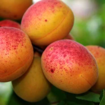 Саженцы абрикоса из Крыма из питомника «Садовый Край»