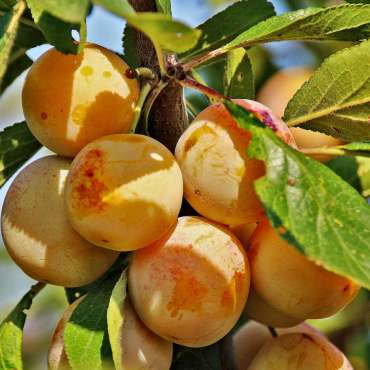 Купить Саженцы колоновидного абрикоса из питомника «Садовый Край»