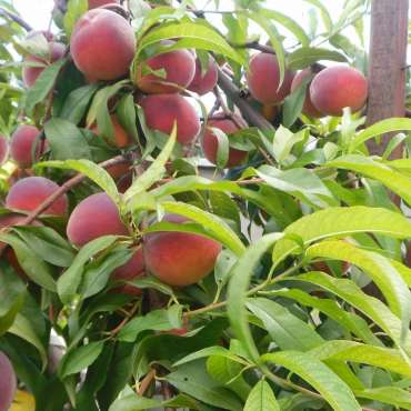 Купить Саженцы колоновидного персика из питомника «Садовый Край»