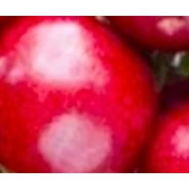 Купить Саженцы колоновидной вишни из питомника «Садовый Край»