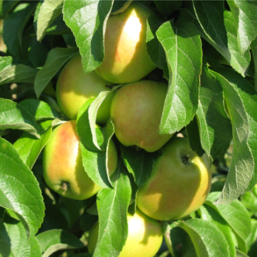 Колоновидная яблоня Икша - саженцы питомника «Садовый Край»