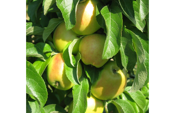 Колоновидная яблоня Икша из Крыма