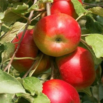 Колоновидная яблоня Джин - саженцы питомника «Садовый Край»