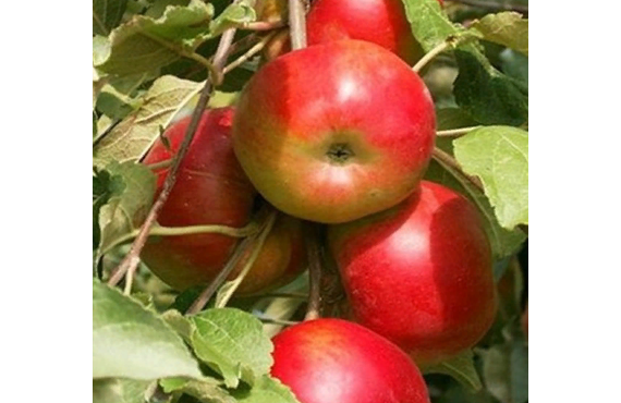 Колоновидная яблоня Джин из Крыма