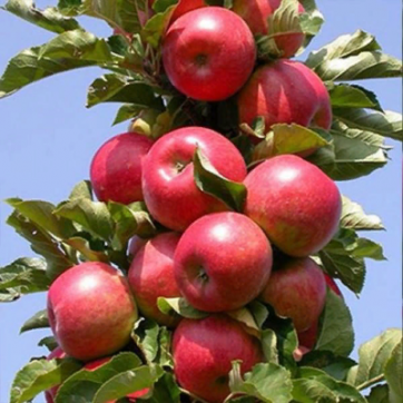 Колоновидная яблоня Баргузин - саженцы питомника «Садовый Край»